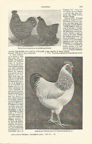 LAMINA ESPASA 26881: Gallinas de raza Orpington y gallo de raza Plymouth-rock
