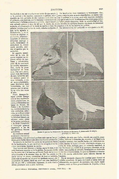 LAMINA ESPASA 26883: Razas de pavos