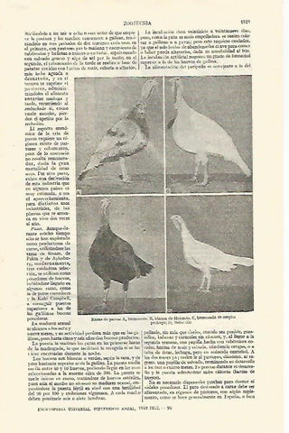 LAMINA ESPASA 26883: Razas de pavos