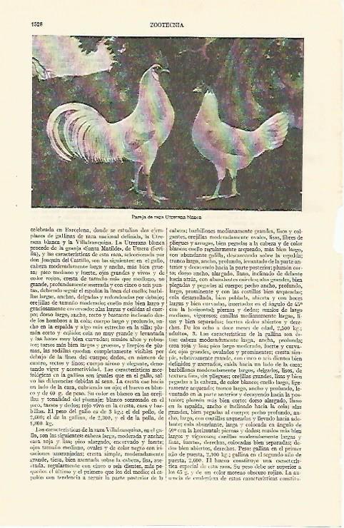 LAMINA ESPASA 26884: Pareja de raza Uterrana blanca
