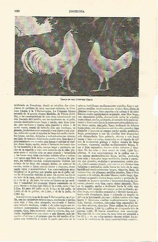 LAMINA ESPASA 26884: Pareja de raza Uterrana blanca