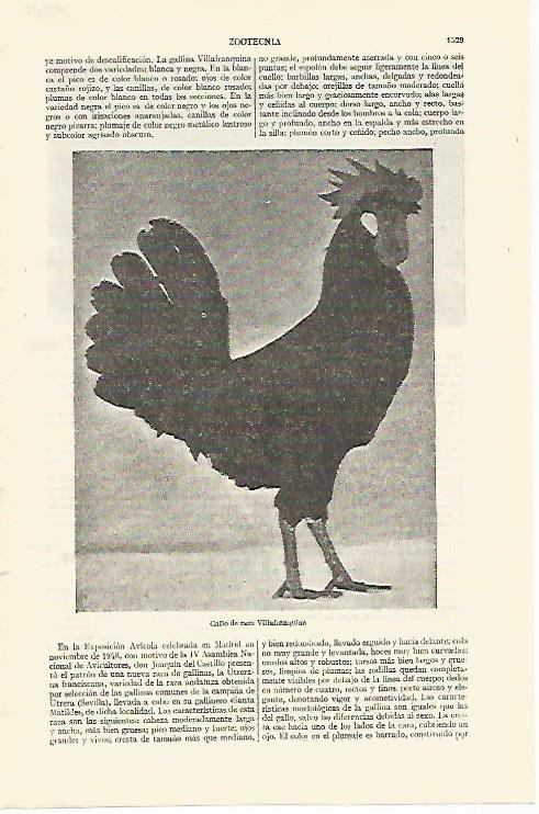 LAMINA ESPASA 26885: Gallo de raza Villafranquina