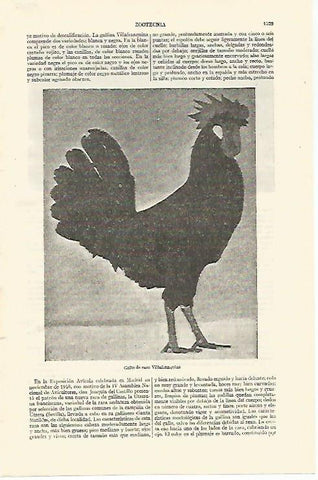LAMINA ESPASA 26885: Gallo de raza Villafranquina