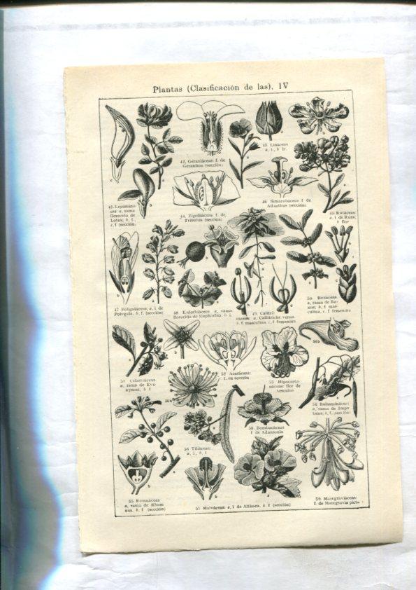 Espasa Calpe: Planta (historia) (articulo de33 paginas)