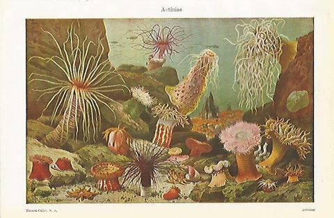 LAMINA ESPASA 8066: Actinias