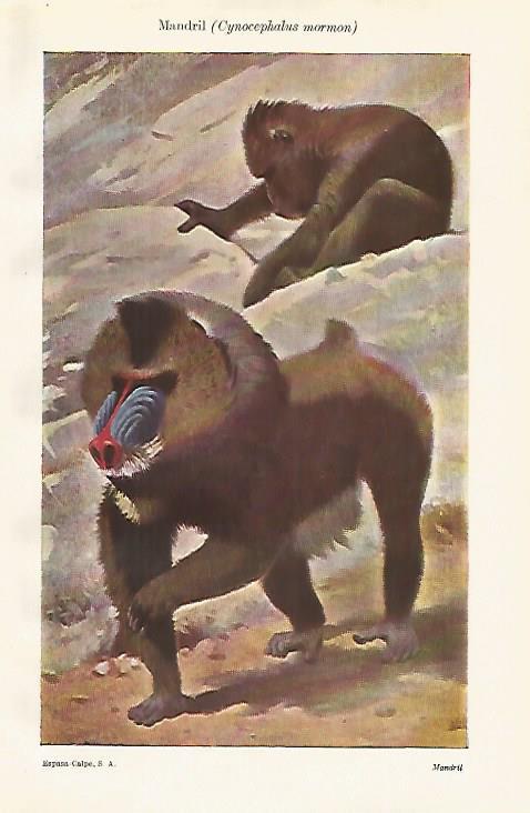 LAMINA ESPASA 18607: Mandril 