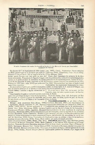 LAMINA ESPASA 1503: El Palio fragmento del cuadro La Procesion de Bellini