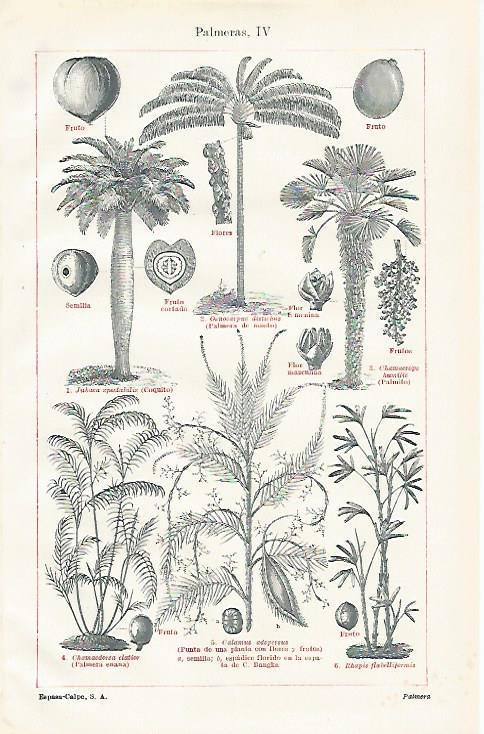 LAMINA ESPASA 23477: Troncos y frutos de palmeras