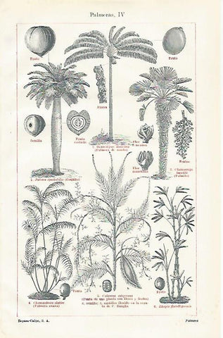 LAMINA ESPASA 23477: Troncos y frutos de palmeras