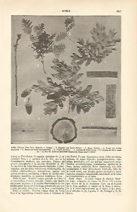 LAMINA ESPASA 6614: Roble Quercus Tozz Bosc