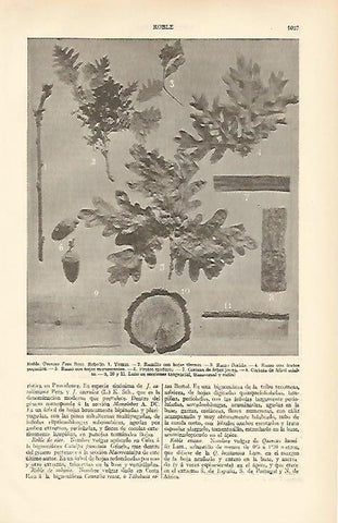 LAMINA ESPASA 6614: Roble Quercus Tozz Bosc