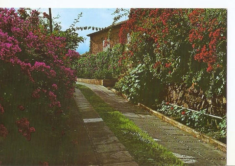 Postal 034233 : Islas Canarias. Paisaje tipico con flores