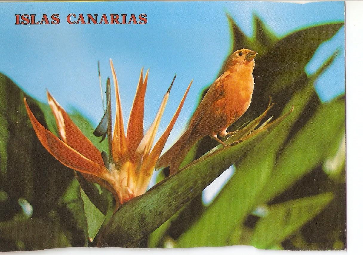 Postal 038566 : Islas Canarias. Flor tipica canaria