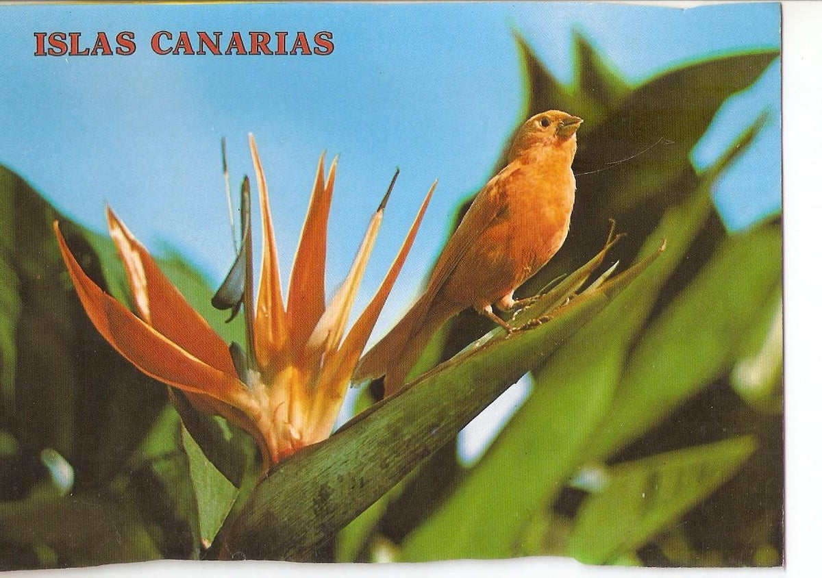 Postal 038566 : Islas Canarias. Flor tipica canaria