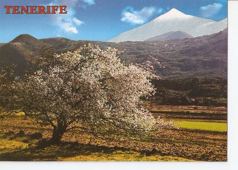 Postal 040745 : Tenerife (Canarias). Almendro en flor. Teide