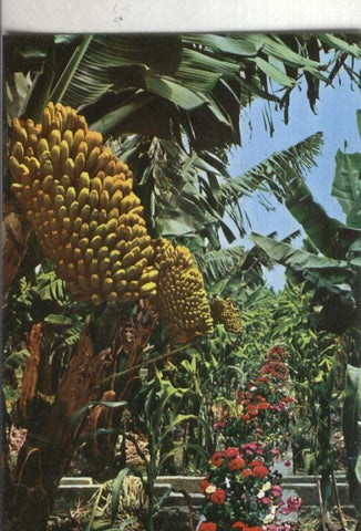 Postal 003744: Canarias: Racimo de platanos y flor