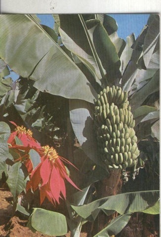 Postal 003741: Canarias: Racimo de platanos y flor