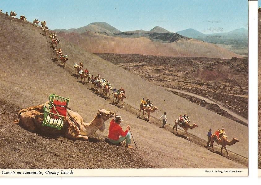 Postal 044388 : Camellos en Lazarote. Islas Canarias