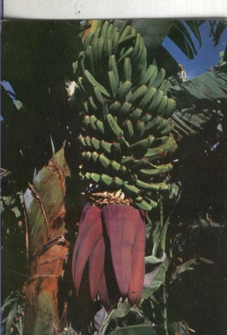 Postal 003740: Canarias: Racimo de platanos y flor