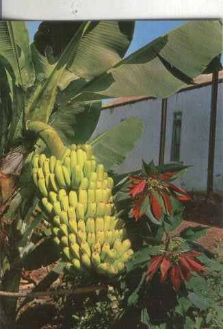 Postal 003743: Canarias: Racimo de platanos y flor