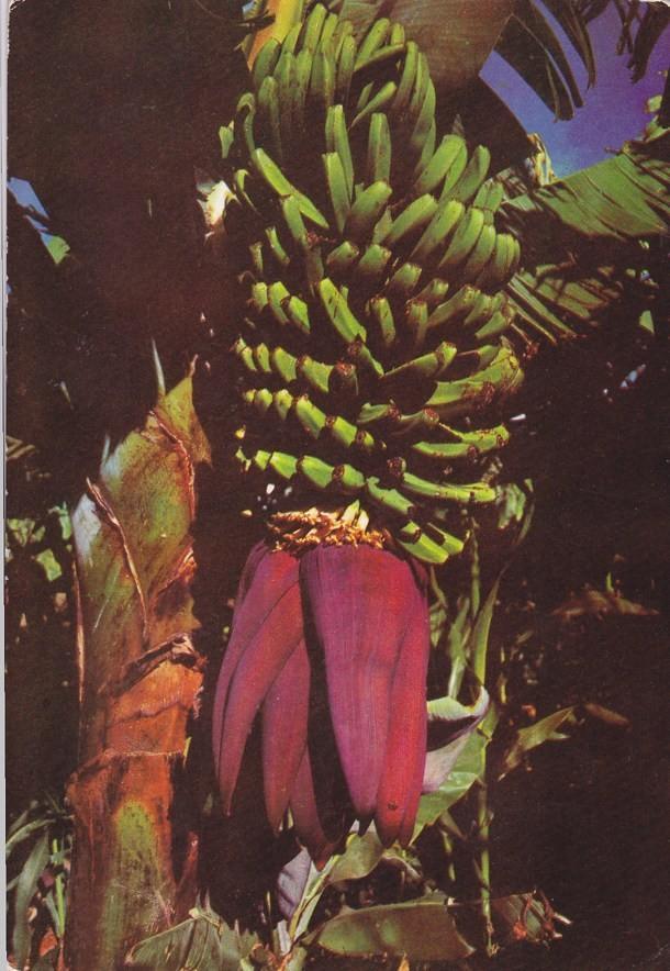 Postal 60386. Racimos de platanos y flor. Islas Canarias