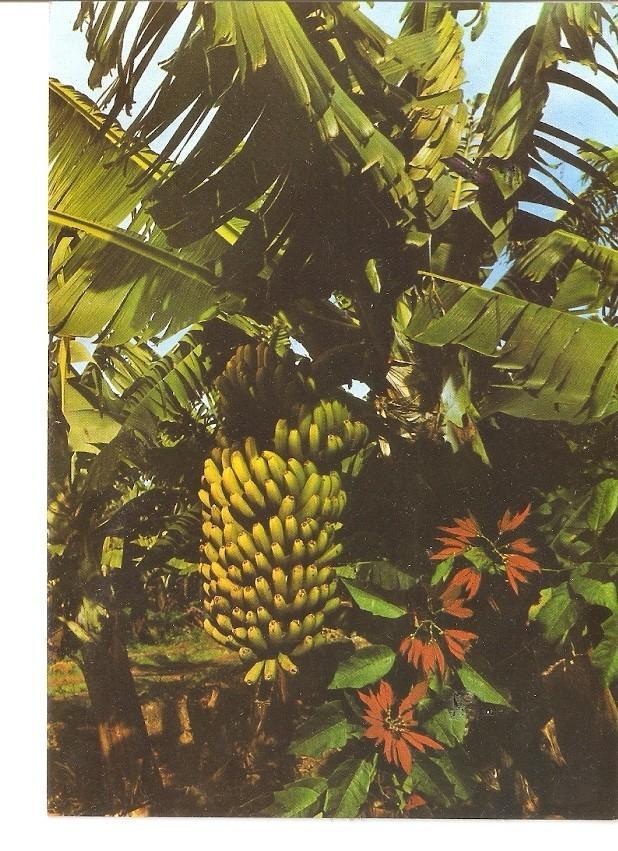 Postal 029701 : Canarias - Plataneros y Bananas