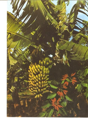 Postal 029701 : Canarias - Plataneros y Bananas