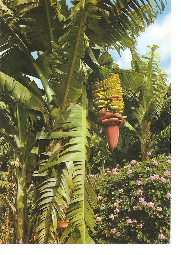 Postal 034221 : Islas Canarias. Flores y plataneras
