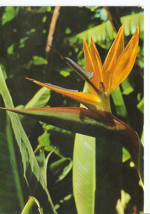 Postal 034232 : Flores de Canarias. Pajaro del Paraizo (Strelitzia)