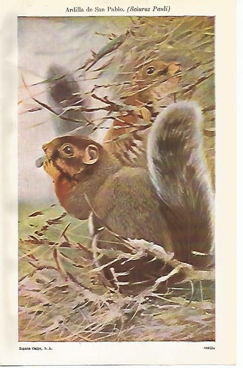 LAMINA ESPASA 12735: Ardilla de San Pablo o Sciurus Pauli