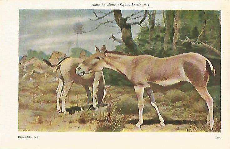 LAMINA ESPASA 12905: Asno hemione o Equus hemionus