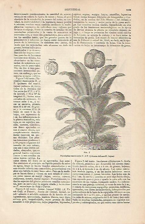 LAMINA ESPASA 4582: Phytelephas macrocarpa o palmera de marfil