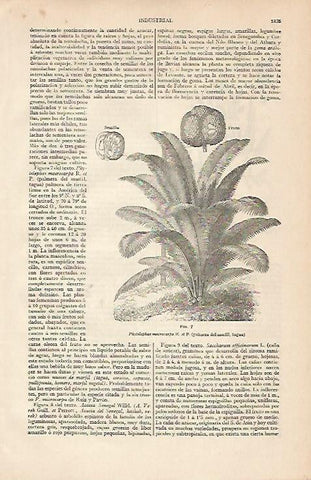 LAMINA ESPASA 4582: Phytelephas macrocarpa o palmera de marfil