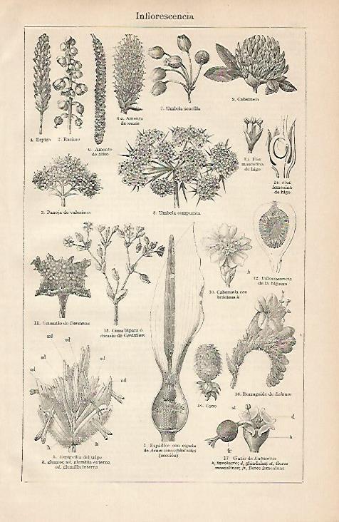LAMINA ESPASA 4597: Inflorescencia