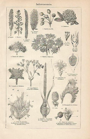 LAMINA ESPASA 4597: Inflorescencia