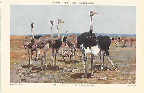 LAMINA ESPASA 7164: Avestruz somali o Struthio molybdophanes
