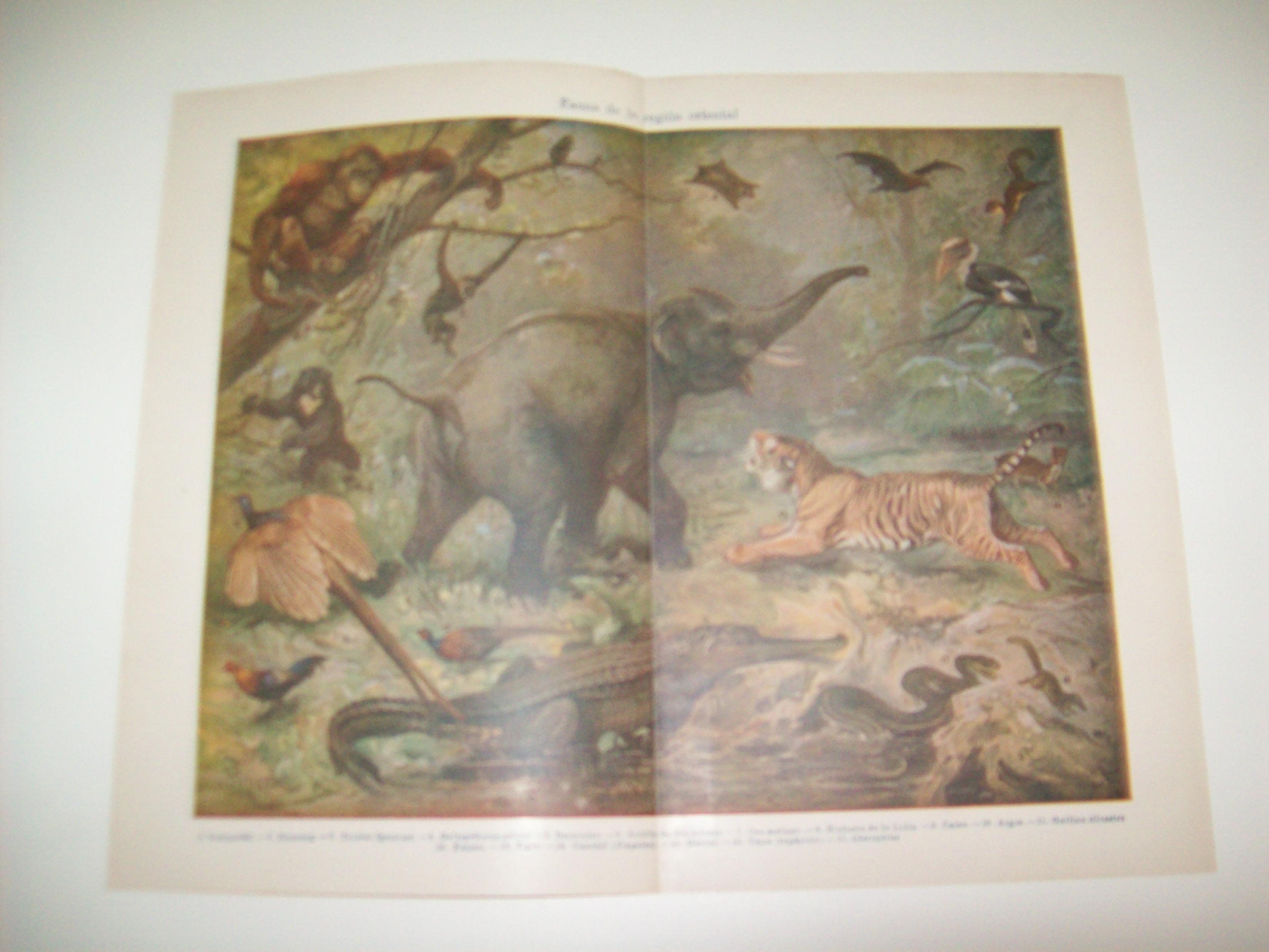 LAMINA ESPASA 7559: Fauna de la region oriental