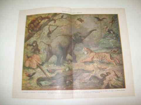 LAMINA ESPASA 7559: Fauna de la region oriental