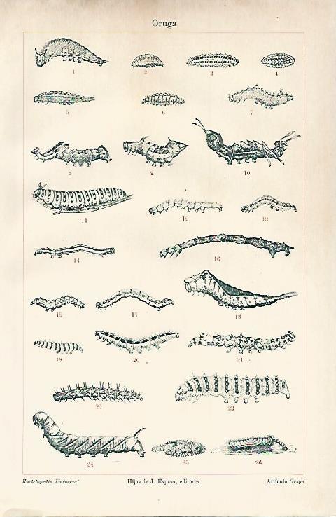 LAMINA ESPASA 7634: Oruga