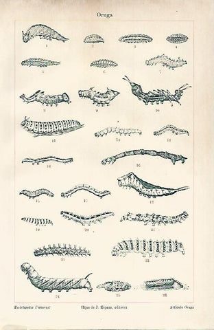 LAMINA ESPASA 7634: Oruga