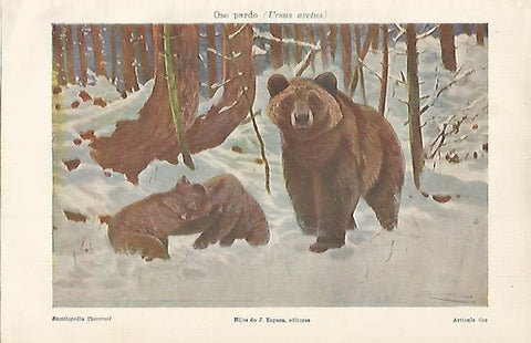 LAMINA ESPASA 7645: Oso pardo o Ursus arctus