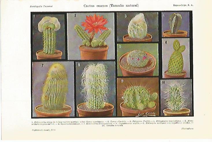 LAMINA ESPASA 7804: Cactus enanos