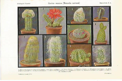 LAMINA ESPASA 7804: Cactus enanos
