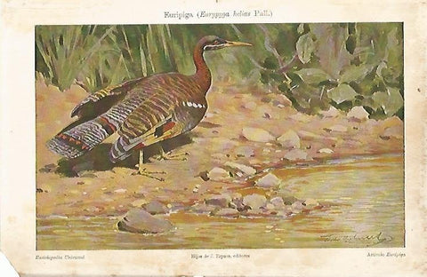 LAMINA ESPASA 7905: Euripiga o Eurypyga Pall