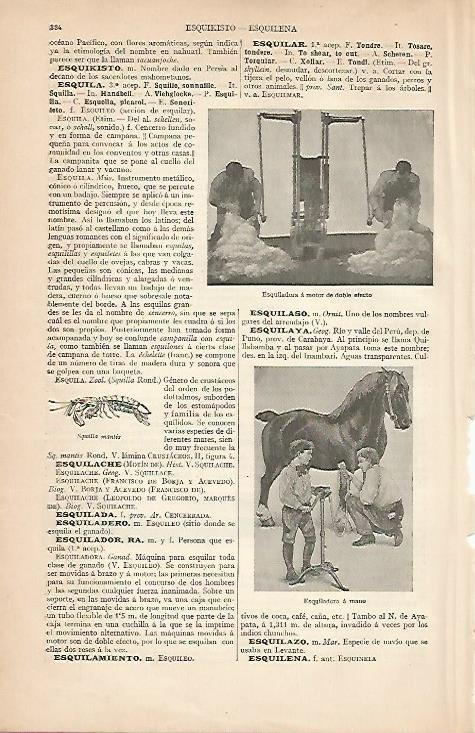 LAMINA ESPASA 7999: Esquiladora