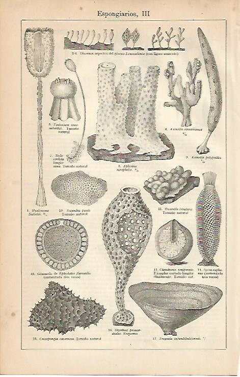 LAMINA ESPASA 7852: Espongiarios
