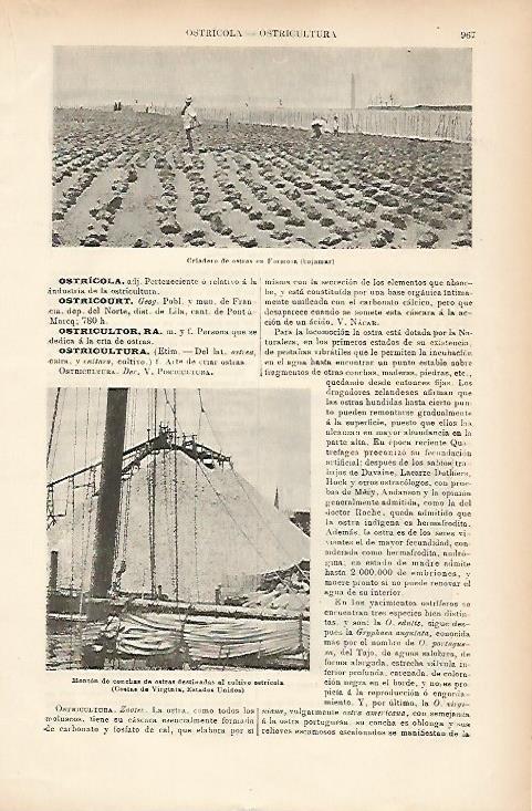 LAMINA ESPASA 7780: Criadero de ostras en Formosa Portugal