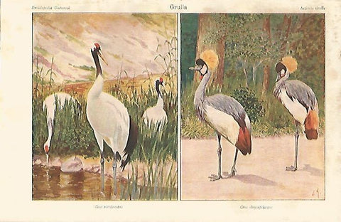 LAMINA ESPASA 2210: Grulla