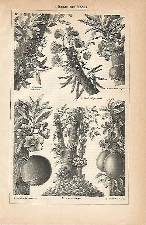LAMINA ESPASA 2977: Plantas caulifloras
