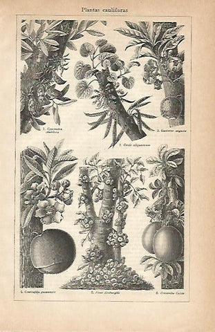 LAMINA ESPASA 2977: Plantas caulifloras
